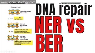 Nucleotide excision repair and Base excision repair [upl. by Wolpert]