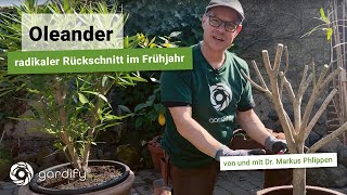 Radikaler Rückschnitt bei Oleander  wann und wie schneidet man richtig Tipps zur Überwinterung [upl. by Megan]