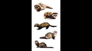 5 Species Of Polecat  Polecat Types polecats [upl. by Sihtnyc452]