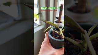 Philodendron Spiritus Sancti New Leaf  Planted Mind  shorts plantshorts [upl. by Annabela30]