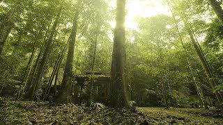 Traditional Malay Music  Malay Jungle [upl. by Mcmaster]