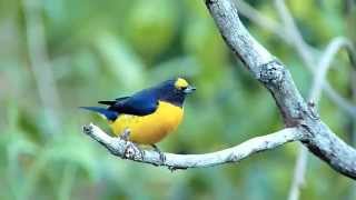 Tangara Amarillo Euphonia Violacea [upl. by Nitsew]