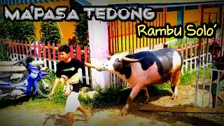 Mapasa tedong tradisi pemakaman Rambu Solo suku toraja [upl. by Bolen152]