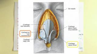 Burun Anatomisi Nasus [upl. by Noivad146]