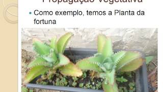 Reprodução Assexuada em Plantas [upl. by Kenon]