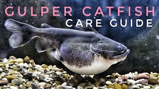 Gulper Catfish Care Guide Tips Feeding [upl. by Richma]