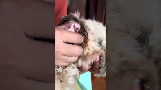 Part 2 Effective Dog’s ear infection treatment  Mabisang gamit sa tainga ng aso na may infection [upl. by Atnoek]