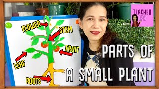 Parts Of A Small Plant  Science for Kids  Teacher Ira [upl. by Aissac381]