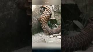 Top 5 interesting facts about pangolins that you might not know pangolin pangolins animals [upl. by Malvin]