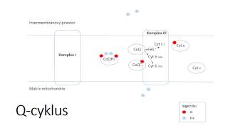 Qcycle electron transport to complex III [upl. by Repip]