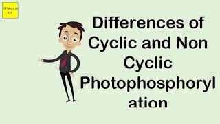 Cyclic and Noncyclic Photophosphorylation HD Animation [upl. by Dinnie]