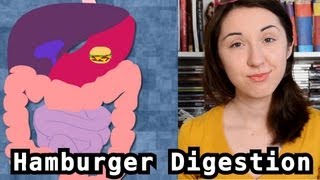 Digestion of a Hamburger Bite Scized [upl. by Leachim912]