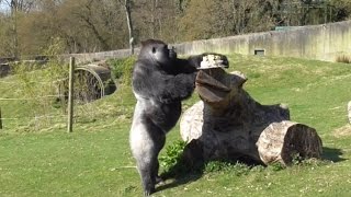 Britain’s famous gorilla Ambam celebrated his landmark 25th birthday in style – with a fruity CAKE [upl. by Elaweda893]