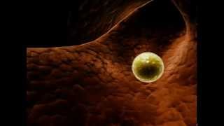 animated sperm cell insemination [upl. by Ahearn]