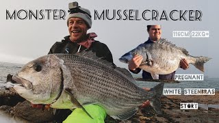 A FISH OF A LIFETIME II MONSTER Musselcracker amp White Steenbras [upl. by Mansur]