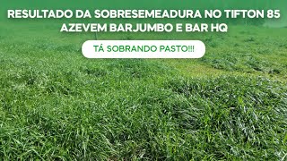 Resultado da Sobresemeadura no Tifton 85 Azevem Barjumbo e Bar HQ Tá sobrando pasto v196 [upl. by Nabroc]