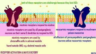 nicotinic amp muscarinic alpha amp beta receptors in the ANS [upl. by Drofub]