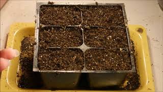 how to grow petunias from seed how to germinate petunia seeds how to sow petunia seeds [upl. by Ilrahs526]