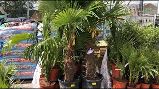 The Largest Palm Tree Purchase in the UK [upl. by Jacobsen]