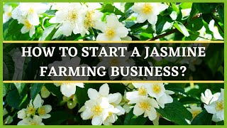 JASMINE PLANT CULTIVATIONHOW TO START A JASMINE FARM HOW TO GROW JASMINE FLOWERJASMINE PLANTATION [upl. by Xuaeb]