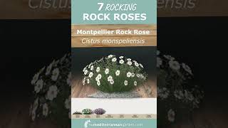 7 Cistus Rock Rose varieties [upl. by Otrebide]