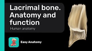 Lacrimal bone Anatomy amp Function [upl. by Anaitit]