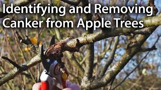 How to Identify and Remove Canker from Apple Trees [upl. by Rebel]