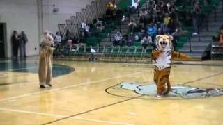 THE Mascot Dance Off Original Cat vs Dog [upl. by Sualkcin]