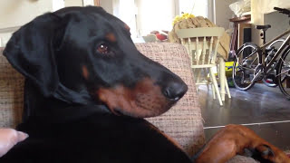 7mins of My Doberman Not Doing Very Much  Natural Full Ears and Full Tail Undocked and Uncropped [upl. by Lomasi204]