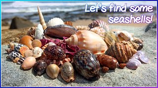 Finding Seashells at Low Tide  Gems on the Wrackline Virtual Shelling [upl. by Adria]