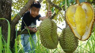 Durian fruit season Harvest Durian fruit and cooking  Chef Seyhak [upl. by Asilehs629]