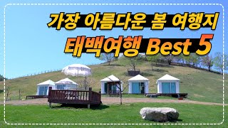 대한민국에서 봄을 가장 늦게까지 기억하는 아름다운 봄 여행지 태백 best5 태백천상의산나물축제 [upl. by Caesar]