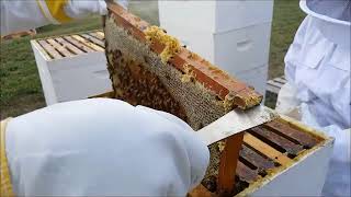 2024 Iowa Italian Carniolan Saskatraz Packaged Honey Bees Nucs Free Shipping Queen Bees For Sale [upl. by Razid292]