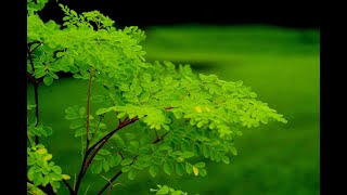 Sembrando para el Futuro Reubicación de ejemplares Árbol No 5 Moringa oleifera [upl. by Leif38]