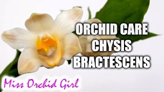 How to care for Chysis bractescens Orchid  Watering fertilizing reblooming [upl. by Rombert945]