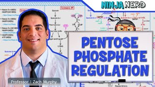 Metabolism  Regulation of Pentose Phosphate Pathway [upl. by Irot]