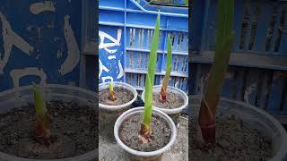 How to grow Gladiolus part 2 [upl. by Asuncion749]