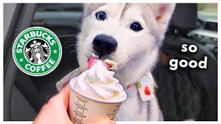 Dog Orders Her First Starbucks Puppuccino and then BURPS in my face [upl. by Can]