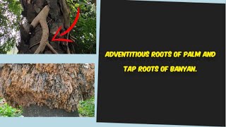 Adventitious roots of palm and tap roots of Banyan [upl. by Igiul325]