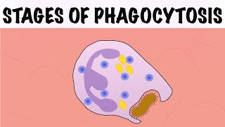 STAGES OF PHAGOCYTOSIS [upl. by Robinett]