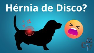 Cachorro com Dor nas Costas Hérnia de Disco [upl. by Pulling234]