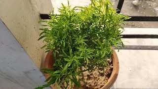 Aralia Plant Care Hindi  How To Grow and Care Aralia Plant in Pots  Golden Aralia [upl. by Coveney917]