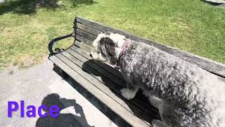 Bernedoodle 3 Years Ripken Best Doodle Training Offleashk9 [upl. by Fanni134]