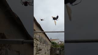 ARAIGNE vs FRELON ASIATIQUE partie1 animals [upl. by Tiersten606]