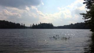 5 Minutes on Polliwog Pond [upl. by Dalury932]