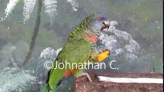 Feeding Saint Lucia Parrot [upl. by Milinda]