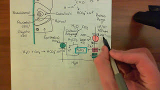 Gastric Acid Secretion Part 3 [upl. by Alikahs]