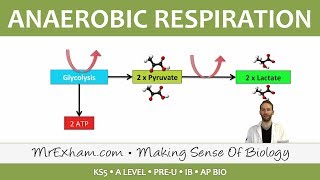 Cellular Respiration  Anaerobic  Post 16 Biology A Level PreU IB AP Bio [upl. by Lyssa]