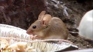 House mouse Mus musculus domesticus Οικιακός ποντικός  Cyprus [upl. by Nahtanod]