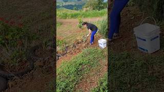 💚👩‍🌾Milena trabalhadeira😜 enxada carpi capina roça sitio vidanaroça trabalhadora [upl. by Oiznun]